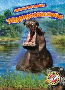 Hippopotamuses - Book  of the Scholastic: Blastoff!  Animals of the Wetlands