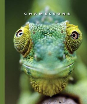 Library Binding Chameleons Book