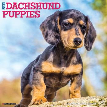 Calendar Just Dachshund Puppies 2021 Wall Calendar (Dog Breed Calendar) Book