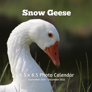 Paperback Snow Geese 8.5 X 8.5 Calendar September 2021 -December 2022: Monthly Calendar with U.S./UK/ Canadian/Christian/Jewish/Muslim Holidays-Nature Birds Book