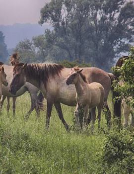 Paperback Horses Graph Paper Book: 8.5 x 11 Quad Rule Graph Paper 200 pages (100 pages) Book