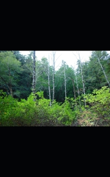 Paperback The Hunting Game Book