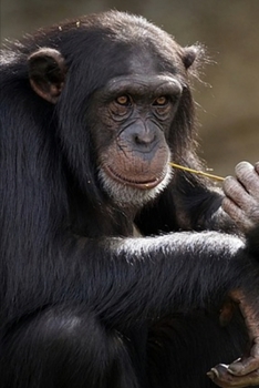 Journal: Baby Chimpanzee