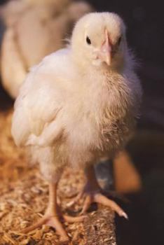 Paperback Chick - The Baby Chicken Journal: 150 page lined notebook/diary Book