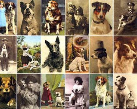 Hardcover Postcard Dogs Book
