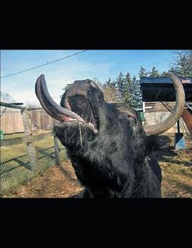 Paperback Animals: In the World Around Them Book