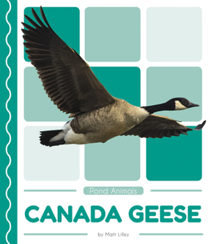 Canada Geese - Book  of the Pond Animals