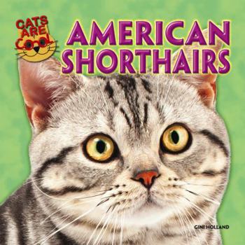 Paperback American Shorthairs Book