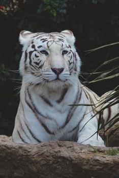 Paperback White Bengal Tiger Portrait Journal: 150 page lined notebook/diary Book