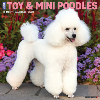 Calendar Just Toy & Miniature Poodles 2023 Wall Calendar Book