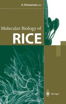 Hardcover Molecular Biology of Rice Book