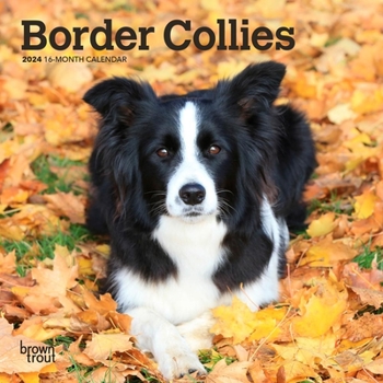 Calendar Border Collies 2024 Mini 7x7 Book