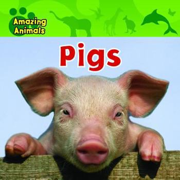 Pigs - Book  of the Amazing Animals