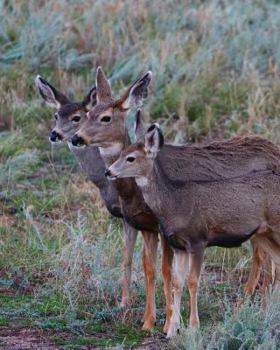 Paperback Adult Mule Deer Journal: Narrow Ruled Journal or Notebook Book