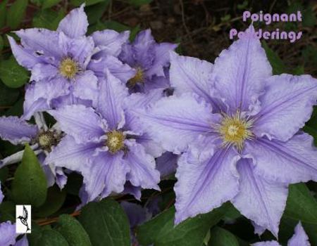 Paperback Poignant Ponderings: Journal diary notebook paperback Flowers series (Journals and Notebooks) Book