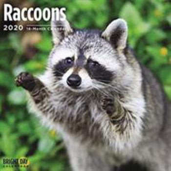 Calendar Raccoons Wall Calendar 2020 Book