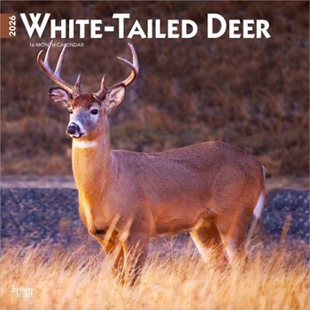 Calendar White Tailed Deer 2026 12 X 24 Inch (Hanging) Monthly Square Wall Calendar Plastic-Free Book