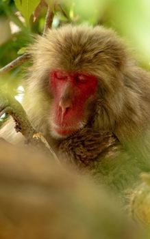 Notebook: Journal/Diary/Notebook - Japanese Macaque - 150 Lined Pages - 5"x8" - Softcover - Great for everyday use!