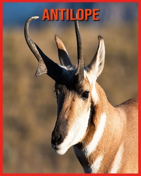 Paperback Antilope: Spa? beim Lernen von Fakten ?ber Antilope [German] Book