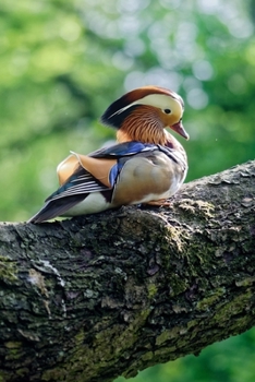 Mandarin Duck Seated on a Branch Journal: 150 Page Lined Notebook/Diary
