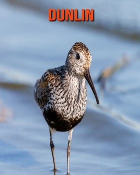 Dunlin: Amazing Facts & Pictures