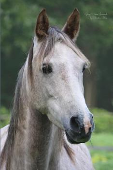 Paperback Gray Horse Journal: (Blank Book, Notebook, Diary) Book