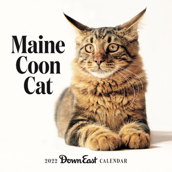 Calendar 2022 Maine Coon Cat Wall Calendar Book