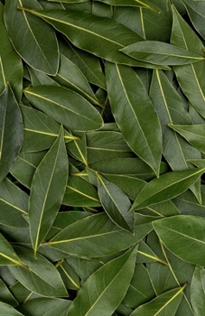 Paperback Bay Leaf Journal Book