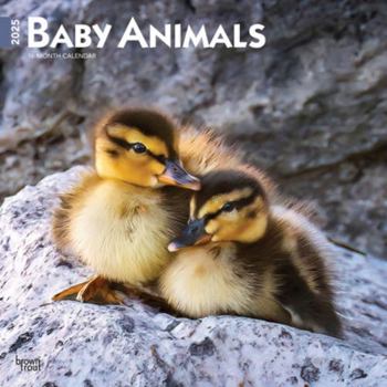 Calendar Baby Animals 2025 12 X 24 Inch Monthly Square Wall Calendar Plastic-Free Book