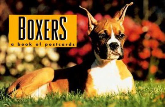 Paperback Boxers Book
