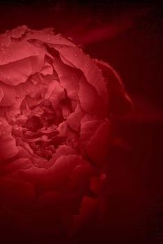 Paperback Red Flower Peony Notebook Book