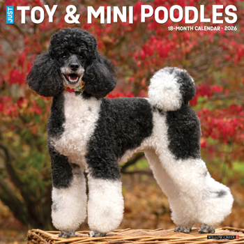 Calendar Toy & Miniature Poodles 2026 Wall Calendar Book