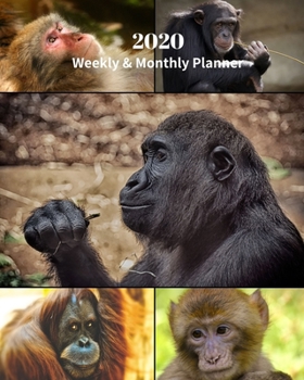 2020 Weekly and Monthly Planner: Apes Primates - Monthly Calendar with U.S./UK/ Canadian/Christian/Jewish/Muslim Holidays– Calendar in Review/Notes 8 x 10 in.-Animal Nature Wildlife
