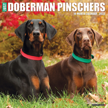 Calendar Just Dobermans 2023 Wall Calendar Book