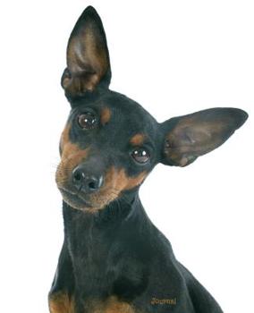 Paperback Journal: Miniature Pinscher Notebook Book