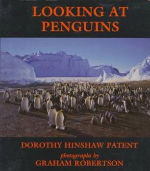 Hardcover Looking at Penguins Book