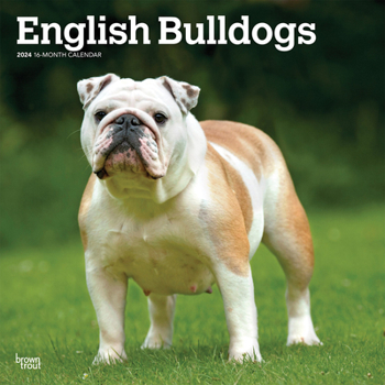 Calendar English Bulldogs 2024 Square Book