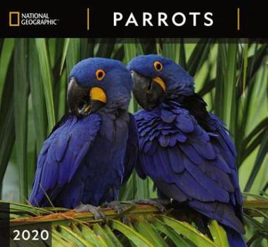 Calendar Cal 2020-National Geographic Parrots Wall Book