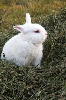 Paperback Little White Bunny Rabbit Animal Journal: 150 Page Lined Notebook/Diary Book