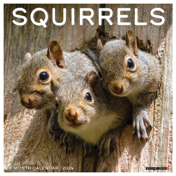 Calendar Squirrels 2024 12 X 12 Wall Calendar Book