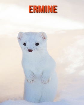 Paperback Ermine: Amazing Photos & Fun Facts Book About Ermine For Kids Book