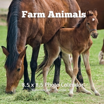 Paperback Farm Animals 8.5 X 8.5 Calendar September 2021 -December 2022: Monthly Calendar with U.S./UK/ Canadian/Christian/Jewish/Muslim Holidays- Animal Nature Book