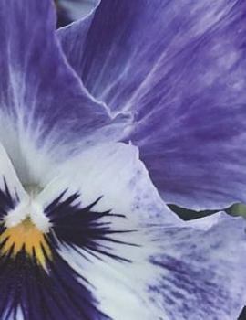 Paperback Flowers Notebook Large Size 8.5 x 11 Ruled 150 Pages Book