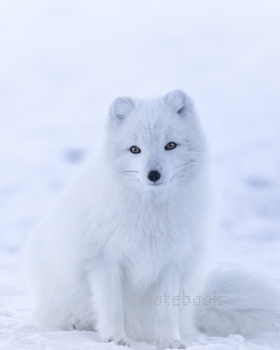 Notebook: Sketchbook Winter/snow/ White dog / Notebook Journal Winter Workbook Diary / Christmas Notebook/ Gift /Composition Blank 8x10 120 pages.