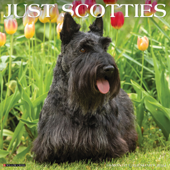 Calendar Just Scotties 2024 12 X 12 Wall Calendar Book