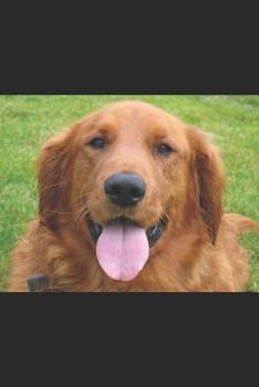 Paperback My Dog: Is My Best Friend Book