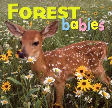 Board book Forest Babies Book