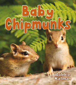 Hardcover Baby Chipmunks Book