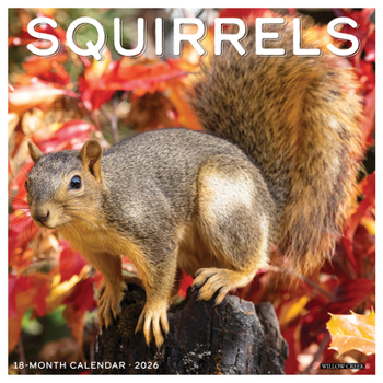 Calendar Squirrels 2026 Wall Calendar Book