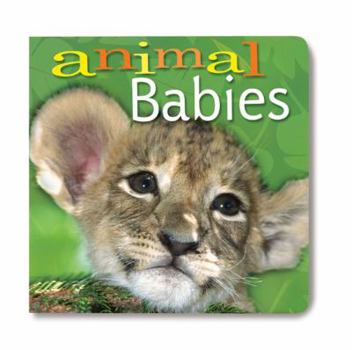 Board book Animal Babies Book